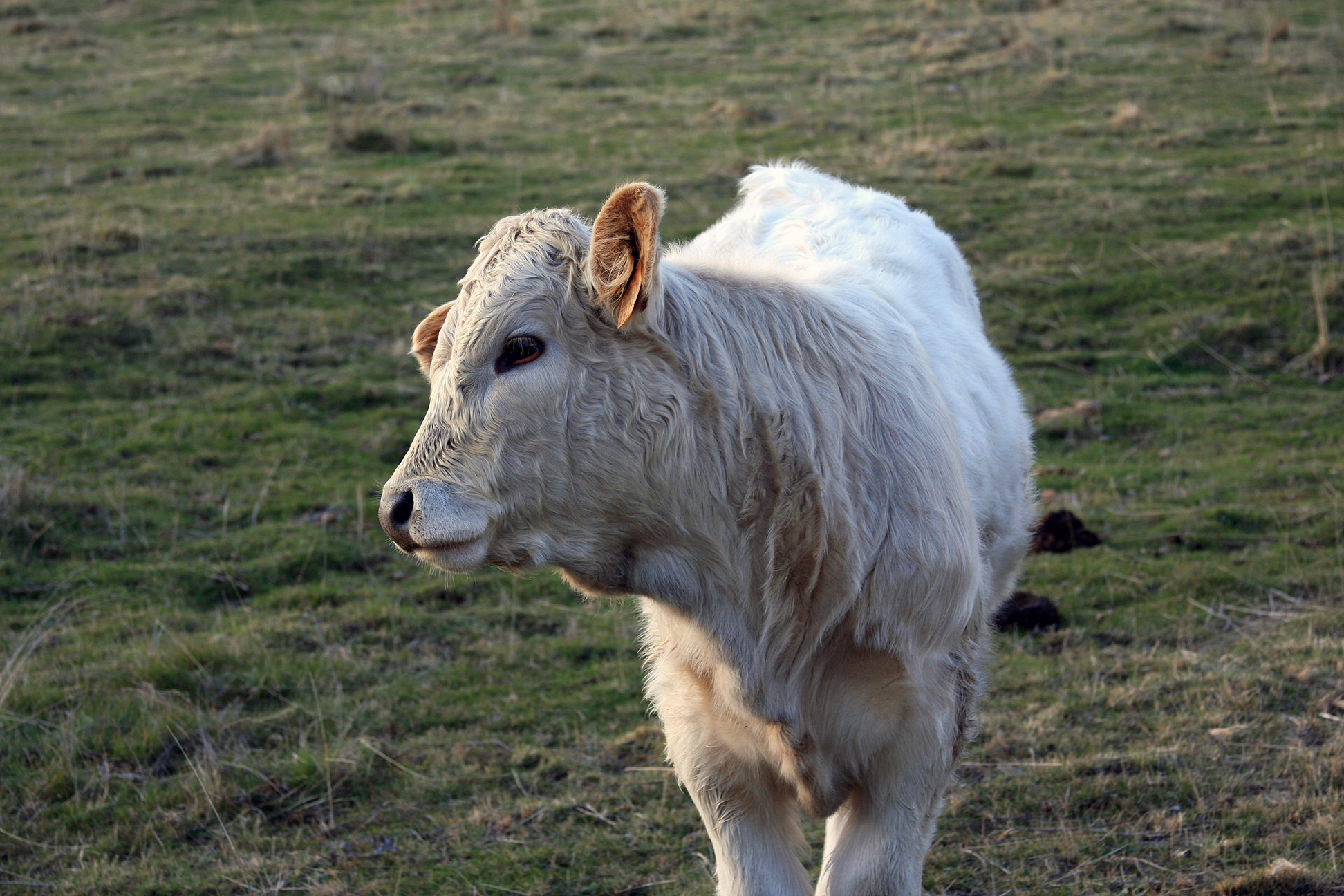 A light brown calf, cocking its head to the side