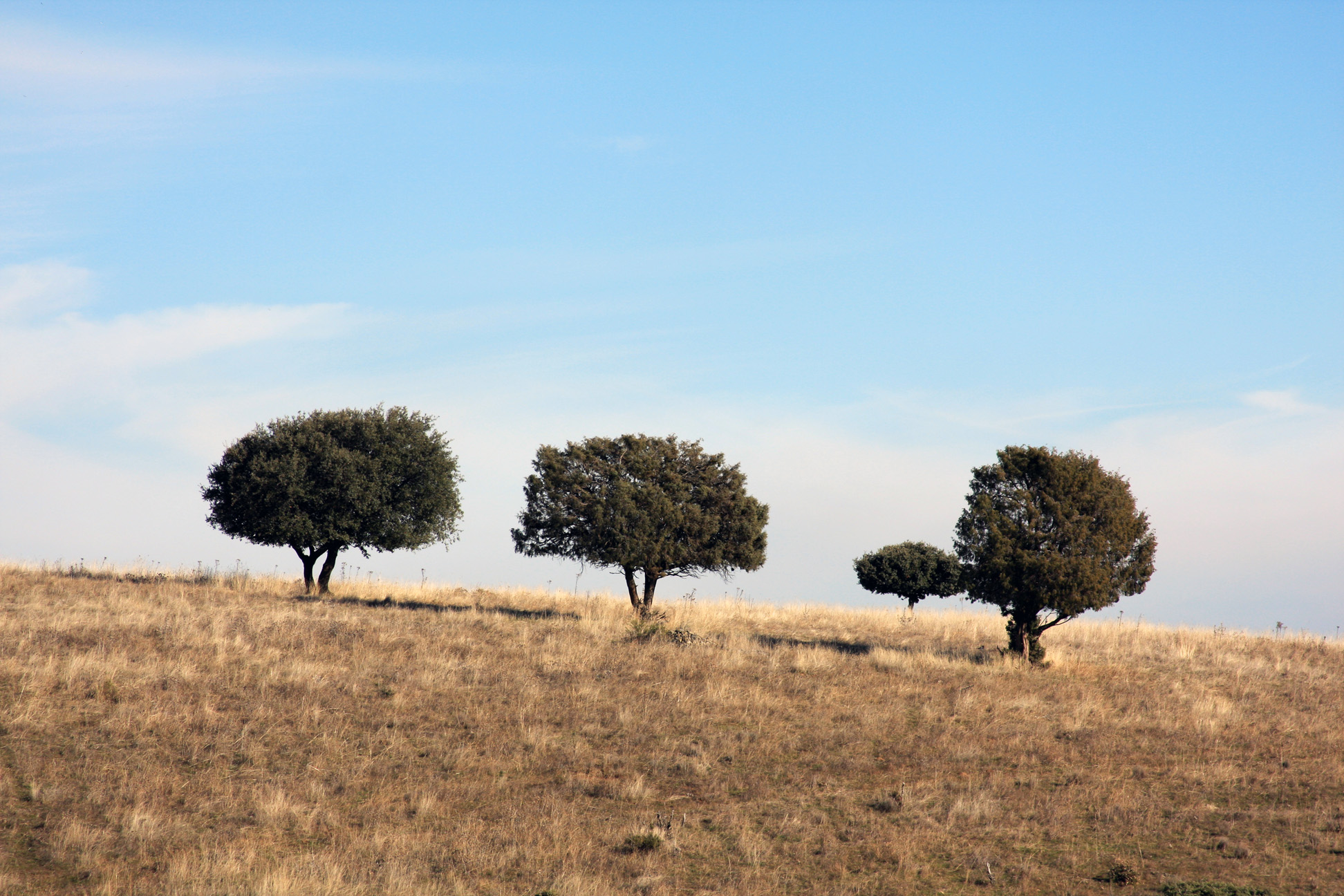 Three trees on a grassy hill